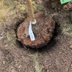 Samoastraße_Baum der Vielfalt (9)