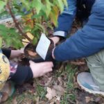 Sonnenblume_Stepke ist bunt (34)